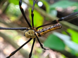 a big spider walking on branch