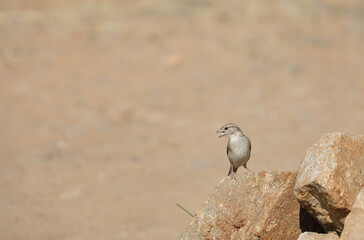 House sparrow standing on stone	
