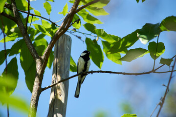 シジュウカラ・枝に佇む