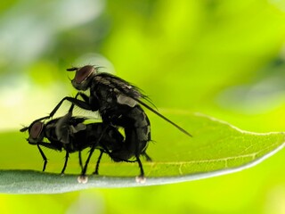 a pair of fly reproduction on branch