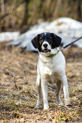 Cute white dog on a walk at the forest