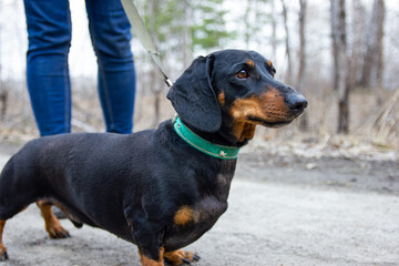 Little cute dachshund on a walk with the owner in the park.