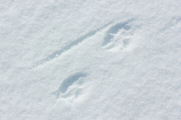 Animal footprint on the snow