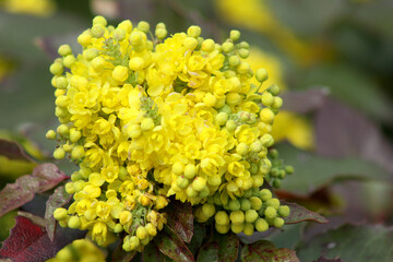 Oregon grape in bloom closeup view of it
