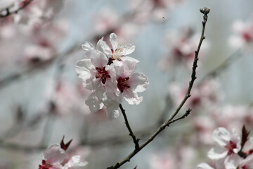 Peach in bloom close-up view of it