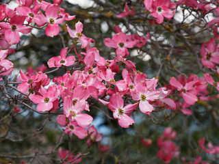 Roter Blumen-Hartriegel 'Rubra', Breitbuschig Baum mit ein faszinierender Blickfang im Garten und...