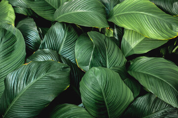 Full Frame of Spathiphyllum cannifolium Leaves Texture Background. tropical leaf