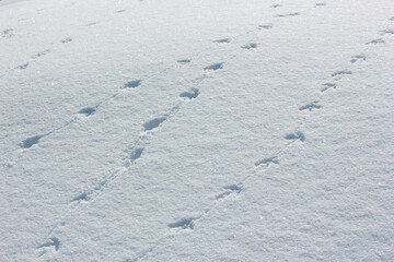 Animal footprint on the snow