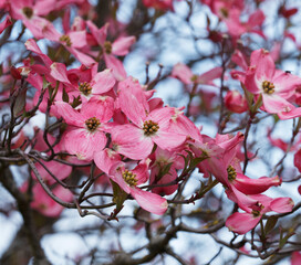 (Cornus florida) Blumen-Hartriegel 'Rubra'. Rosaroten Hochblättern, hellgrün Auge am Blütenmitte...