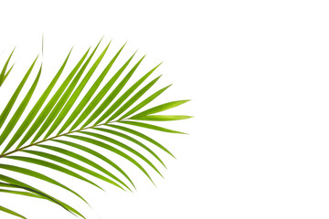 leaves of palm isolated on white background, tropical leaf, summer background