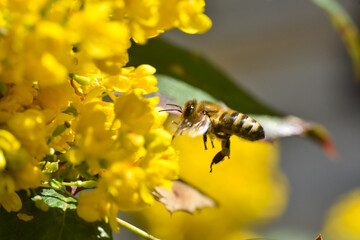 Flying honeybee collecting pollen at yellow flower. Close up of honey bee pollinate yellow flower, summer and spring backgrounds