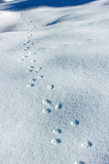 Animal footprint on the snow
