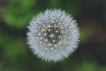 Dandelion flower in the garden