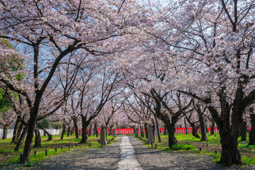 Naklejka premium 京都 平野神社の桜