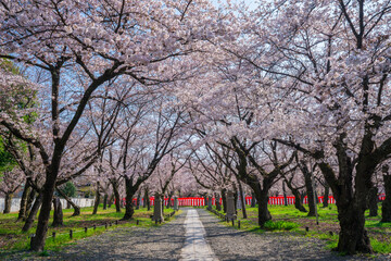 京都　平野神社の桜