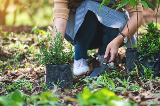 Closeup image of a woman holding and preparing to plant rosemary tree for home gardening concept