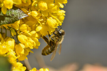 Flying honeybee collecting pollen at yellow flower. Close up of honey bee pollinate yellow flower, summer and spring backgrounds