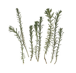 Herbarium. Dried herbs. Composition of the grass on a white background.