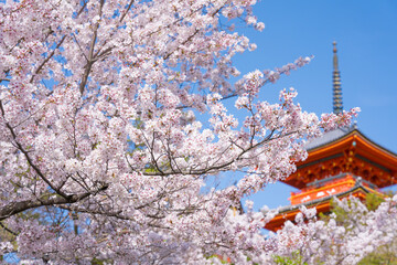 Obraz premium 京都 清水寺の三重塔と桜