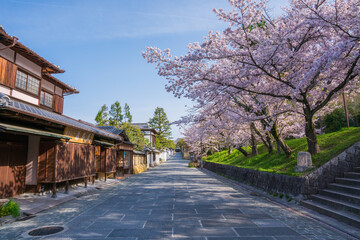 京都　ねねの道の桜