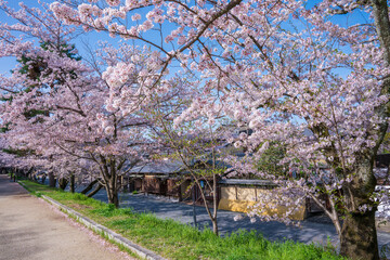 京都　ねねの道の桜