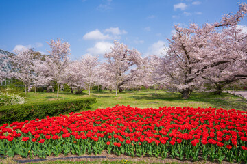 京都府立植物園の桜とチューリップ