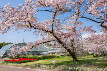 京都府立植物園の桜と温室