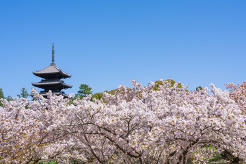 京都　仁和寺の御室桜と五重塔