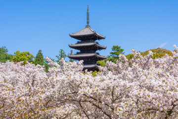京都　仁和寺の御室桜と五重塔