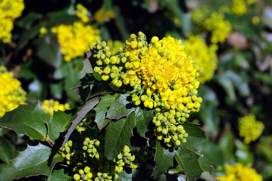 Yellow flowers of Mahonia holly or Oregon grapes.