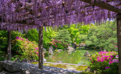 京都　城南宮の藤とツツジ　室町の庭