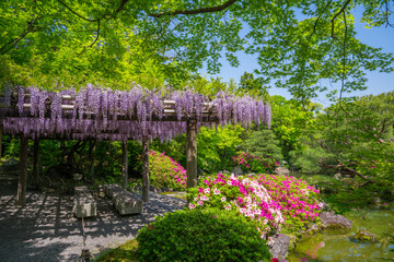 京都　城南宮の藤とツツジ　室町の庭　