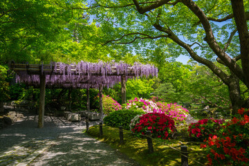 京都　城南宮の藤とツツジ　室町の庭