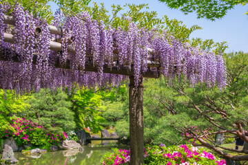 京都　城南宮の藤とツツジ　室町の庭