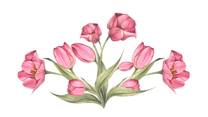 Pink tulips and leaves. Bouquet of tulips. Floral composition. Watercolor illustration.