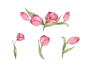 Set of Pink tulips and leaves. Bouquet of tulips. Floral composition. Watercolor illustration.