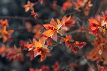 closeup of the plant with red leaves in spring