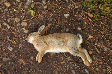 Dead rabbit © Patricia