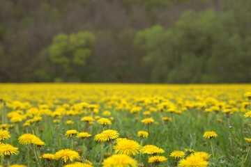 many dandelions blooming in the field with selective focus