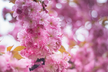 cherry blossoms in spring, sakura blossoms against the city background, blurred background, bright spring colors, Japanese cherry flowers, pink buds, background image for cards and banners