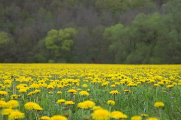 Fototapeta premium landscape with many dandelion flowers on a field