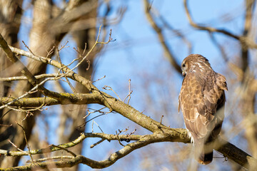 Buzzard in the forest. Sitting on a branch of a deciduous tree in winter. Wildlife Bird of Prey,. Detailed feathers in close up. Blue sky behind the trees. Wildlife scene from nature, seen from behind