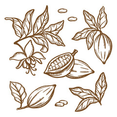 COCOA BRANCHES SKETCH Fruit Seeds Leaves Branches Of Theobroma Tree Brown Monochrome Design In Vintage Style Hand Drawn Clip Art Vector Illustration Set For Print