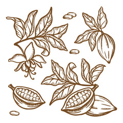 COCOA TREE BRANCHES Fruit Seeds And Leaves Of Theobroma Tree Brown Monochrome Design In Vintage Style Hand Drawn Clip Art Vector Illustration Set For Print