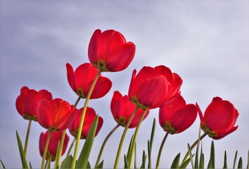 red tulips on a blue sky background