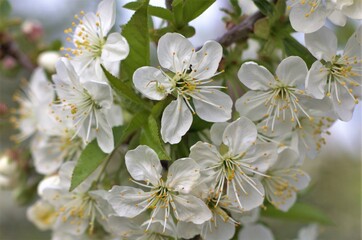 a close-up with a flowering branch of pear tree