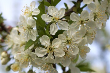 a close-up with a flowering branch of pear tree