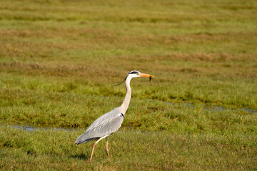Great gray heron fishes a large insect from a ditch and quickly runs away with it across the grass. Wildlife in its natural habitat