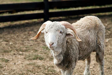 Portrait of a ram with large horns on a farm in the spring.