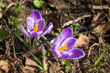 Two purple spring flowers with yellow stamens against background of dry foliage.